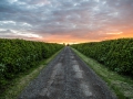 evening-drive